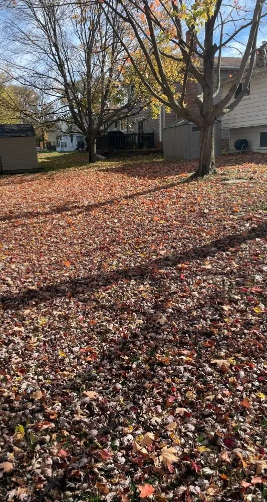 Residential yard covered with fallen leaves before cleanup